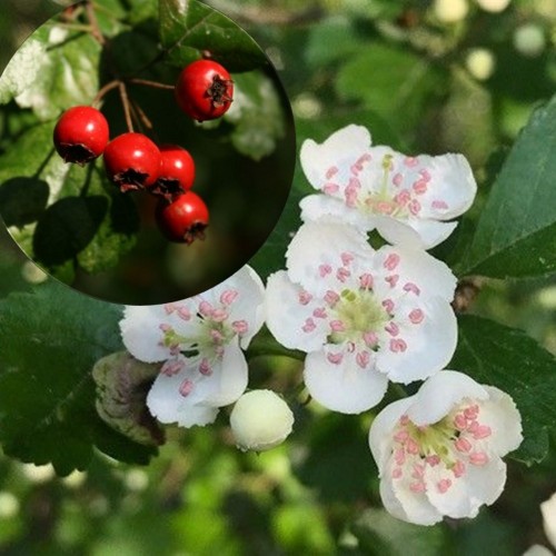 Crataegus laevigata - Tömbilehine viirpuu C3/3L